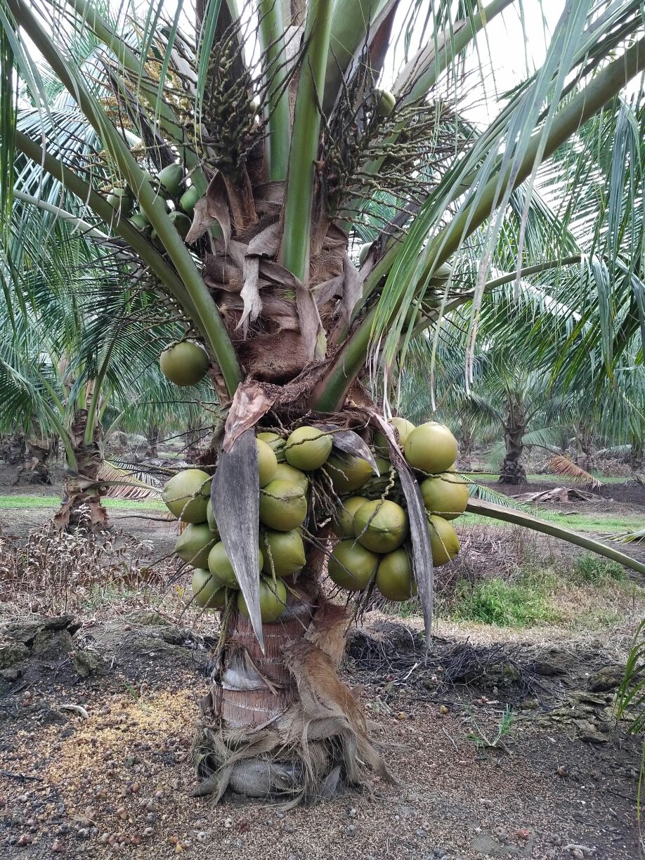 Fresh Coconut Supplier Kuala Lumpur Malaysia - T&L Coconut Sdn Bhd