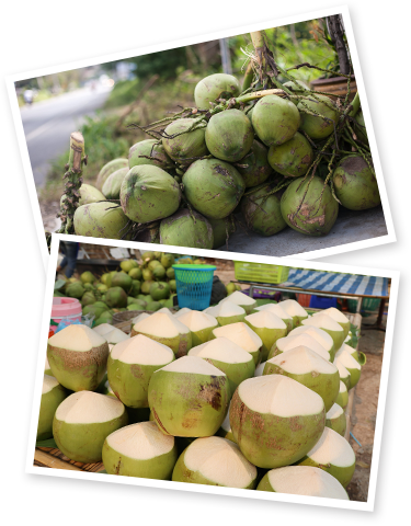 Fresh young coconut wholesale
