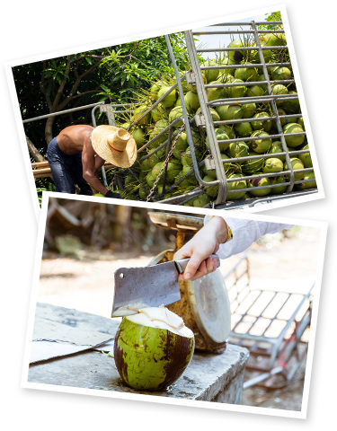 Pembekal kelapa muda kuala lumpur