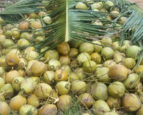 Fresh Coconut Supplier Kuala Lumpur Malaysia T L Coconut Sdn Bhd