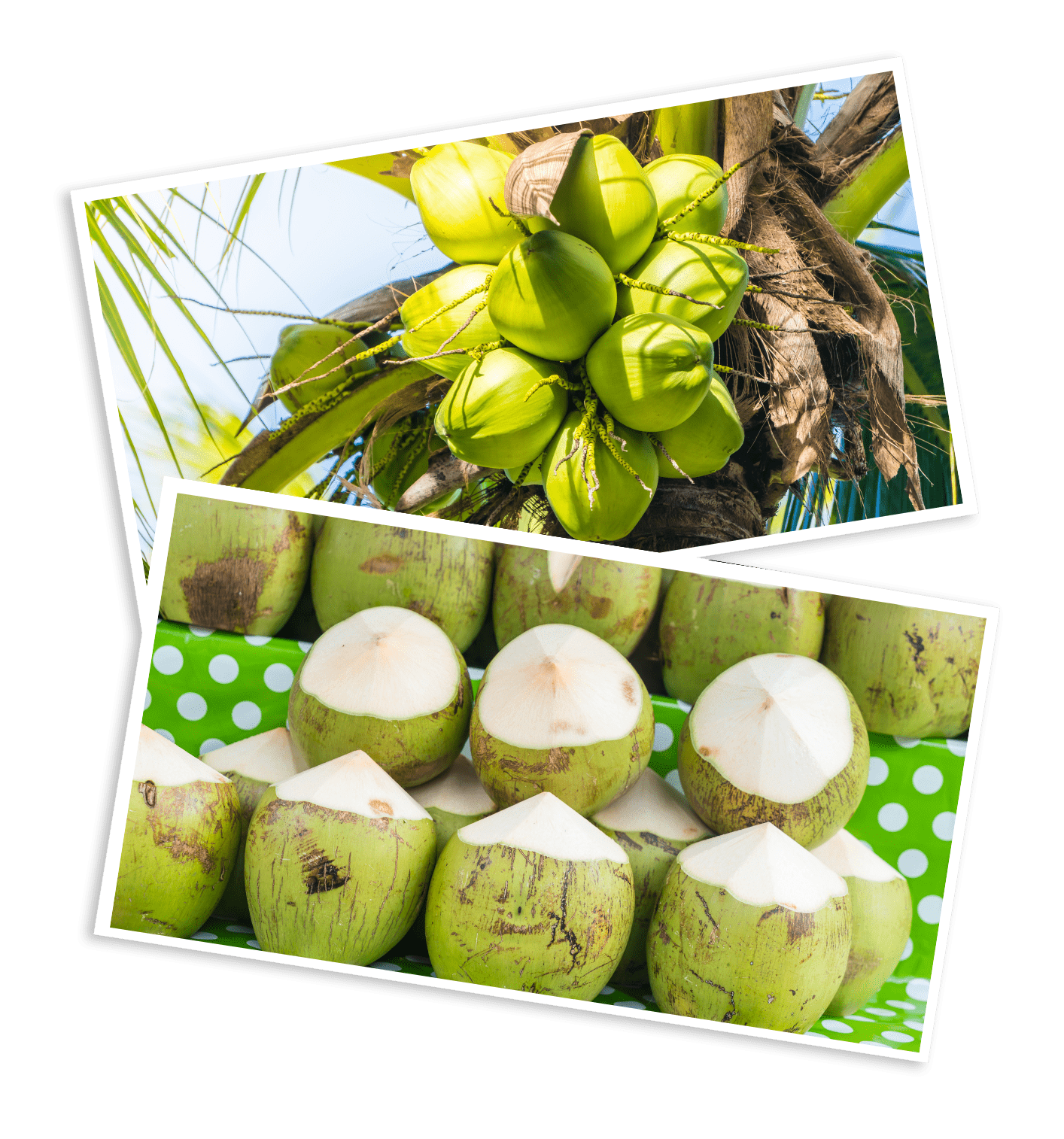 Coconut Cream Supplier