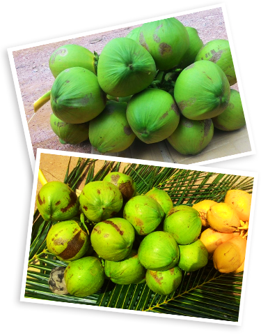 Pre-Cut Coconut - Fresh Coconut Wholesale Singapore